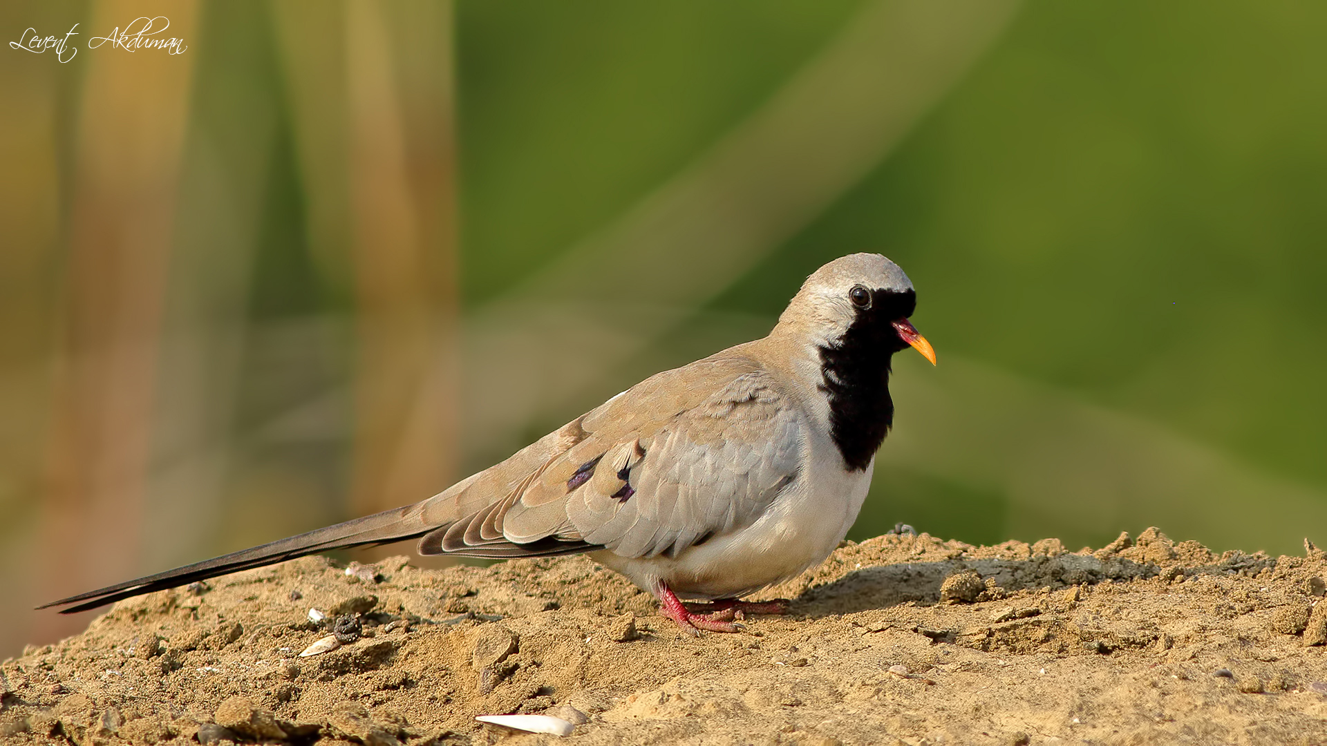 Namaqua Dove